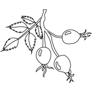 Black Currant